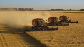Australian wheat causing US ‘national security’ issues, with Donald Trump urged to impose tariffs