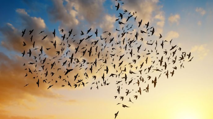 Migrating birds