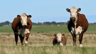 Donald Trump rails at Australia beef and