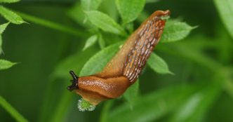 How to control slugs in the garden without toxic