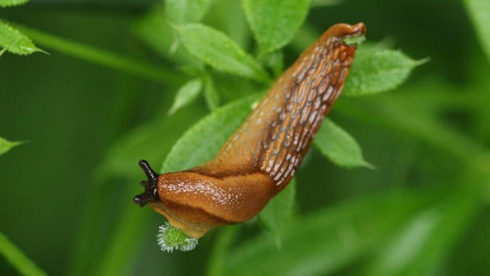 How to control slugs in the garden without toxic