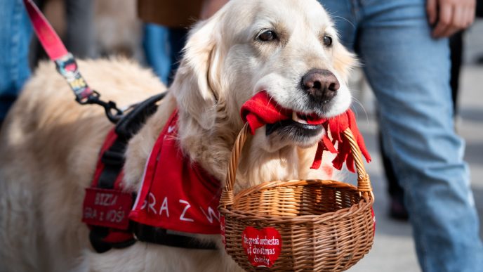 Analyst says popular pet-food company’s stock is