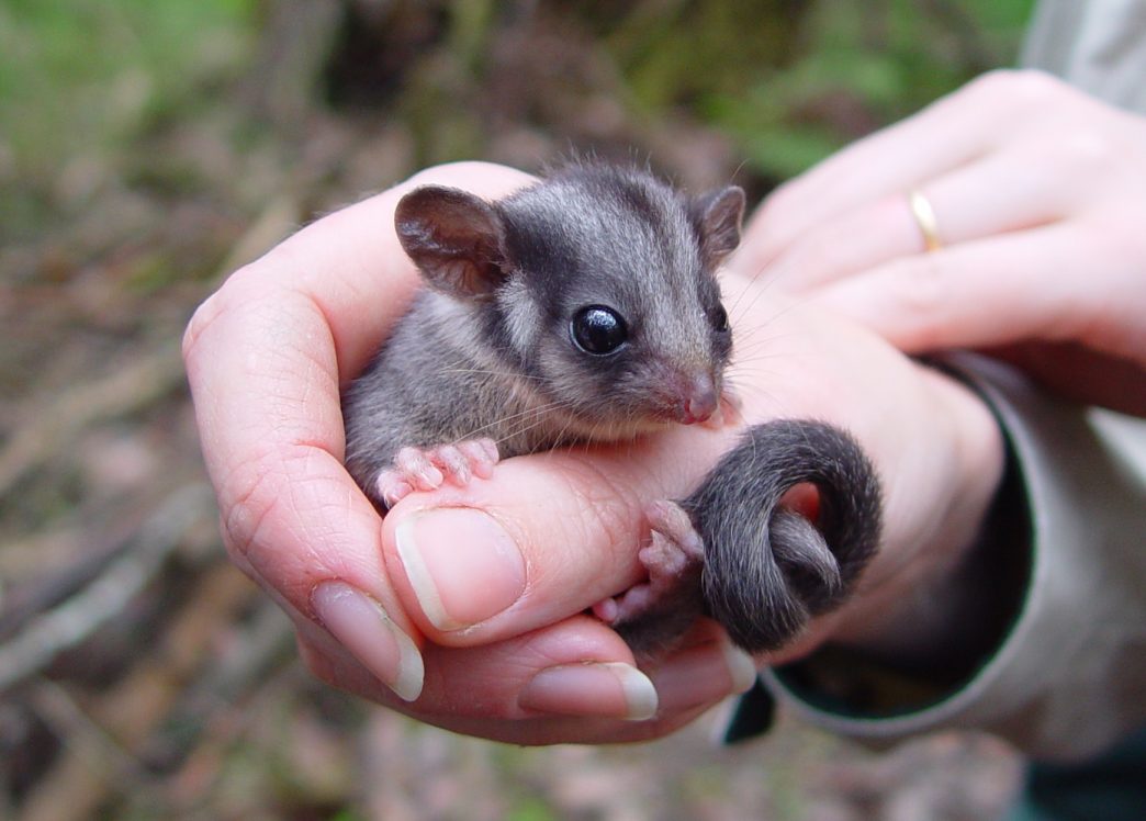Hello Possum! Species thought extinct in NSW found