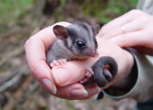 Hello Possum! Species thought extinct in NSW found