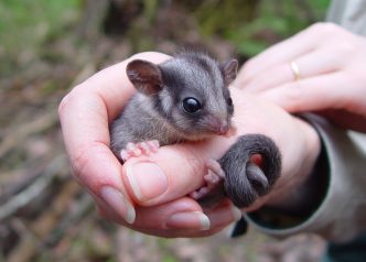 Hello Possum! Species thought extinct in NSW found