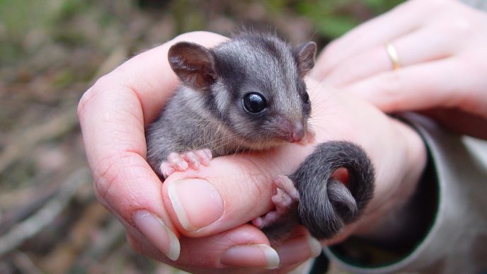Hello Possum! Species thought extinct in NSW found