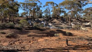 New geophysics to help KalGold better understand