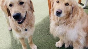 Pet-friendly holidays are on the rise with Aussies