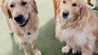 Pet-friendly holidays are on the rise with Aussies