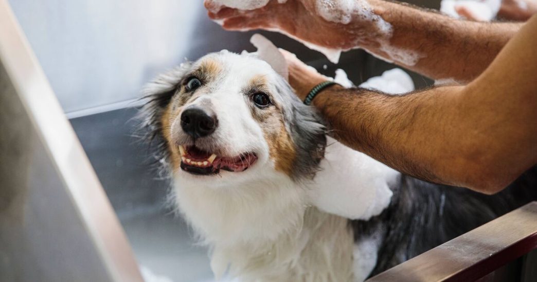 Woman who quit 9-5 job to be dog groomer shares