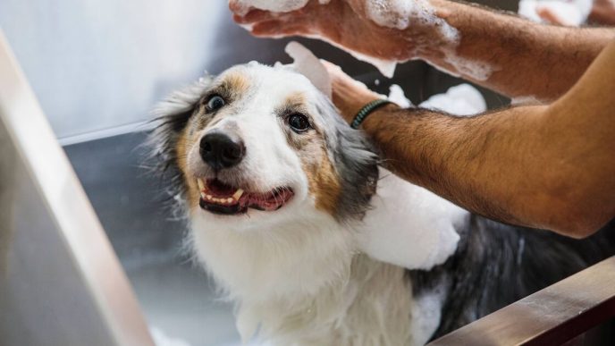 Woman who quit 9-5 job to be dog groomer shares