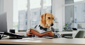 The Dog Deals of Summer
