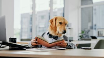 The Dog Deals of Summer