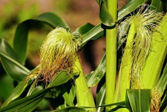 Corn Holding Fractional Losses on Friday