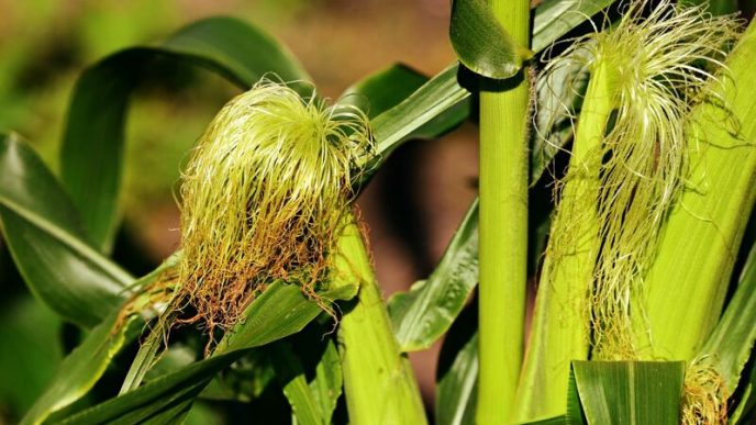 Corn Holding Fractional Losses on Friday
