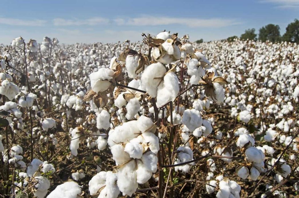 Cotton Falls Back on Monday, with Conditions
