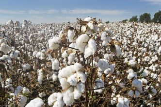 Cotton Falls Back on Monday, with Conditions