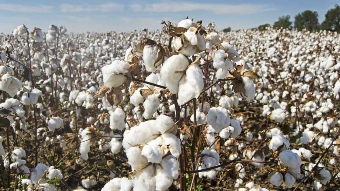 Cotton Falls Back on Monday, with Conditions