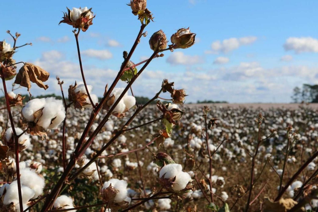 Cotton Popping Higher at Midday with Outside