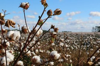 Cotton Popping Higher at Midday with Outside