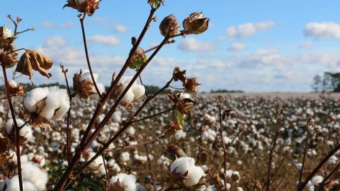 Cotton Popping Higher at Midday with Outside