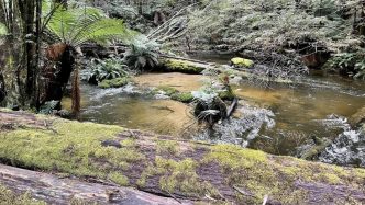 Infinity uncovers big gold targets from historic