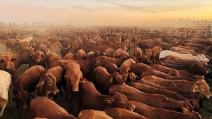 Live cattle export ban class action claimants