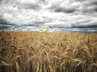 Wheat Holds Most Gains on Thursday