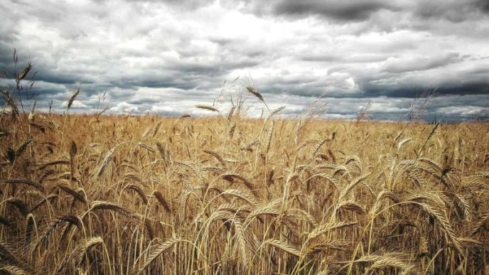 Wheat Holds Most Gains on Thursday