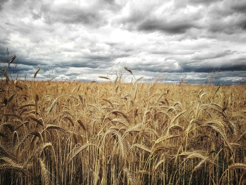 Wheat Holds Most Gains on Thursday