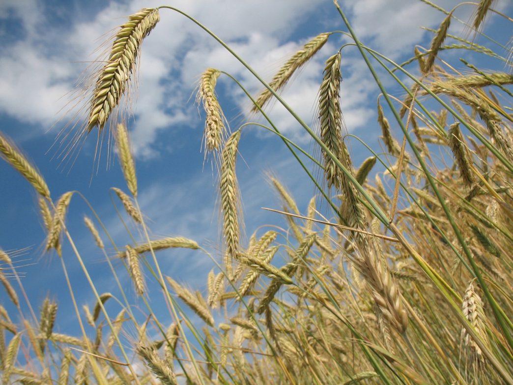 Wheat Popping Higher at Midweek