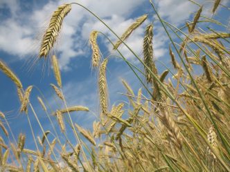 Wheat Popping Higher at Midweek