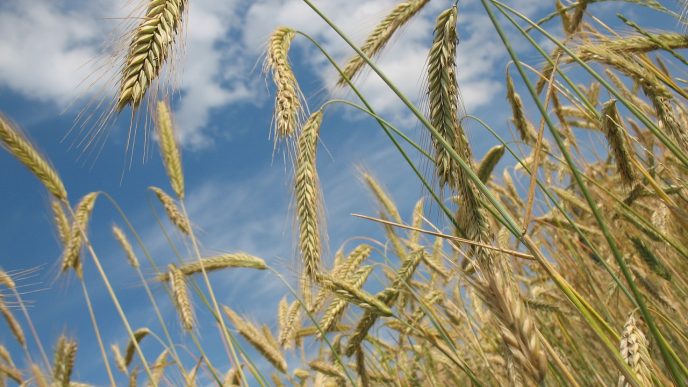 Wheat Popping Higher at Midweek