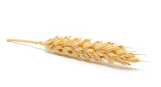 Wheat Weakens on Friday | Nasdaq