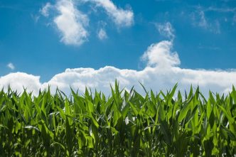 Corn Rally Double Digits into the Long Weekend