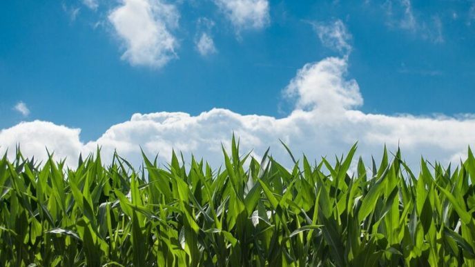 Corn Rally Double Digits into the Long Weekend