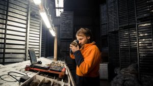 Gold, antimony and momentum: Siren targets NZ’s