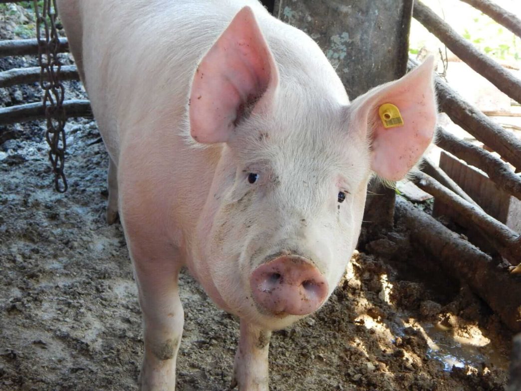 Hogs Push Higher on Friday to Close the Week with